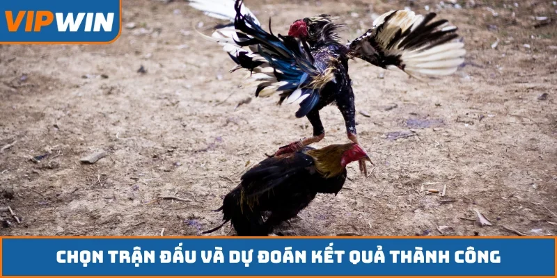 Chọn trận đấu và dự đoán kết quả thành công