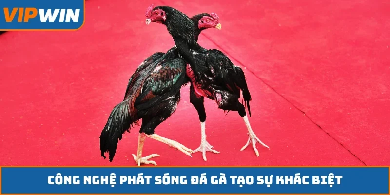 Công nghệ phát sóng đá gà tạo sự khác biệt